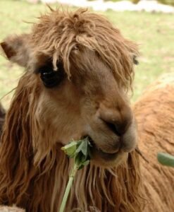 Alpaca Cusco