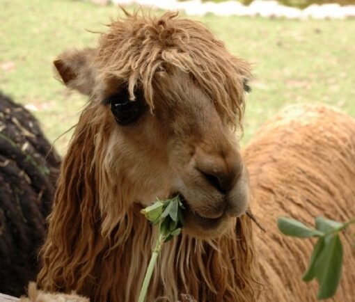 Alpaca Cusco