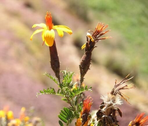 Huchuy Qosqo Flores