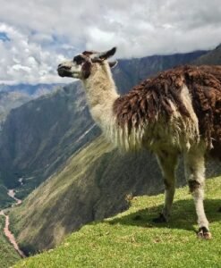 Llama Camino Inca