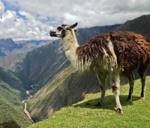 Llama Camino Inca