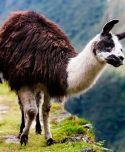 Llama en Salkantay