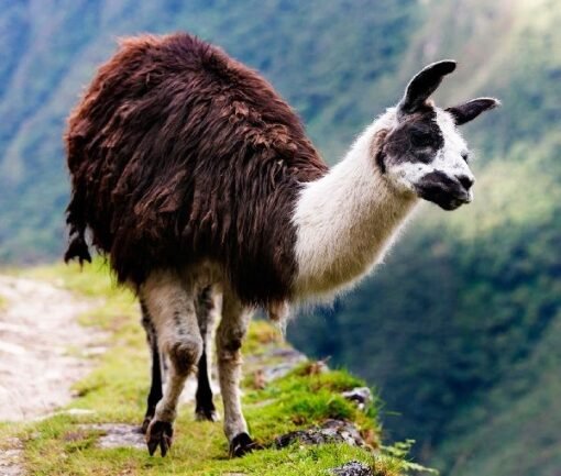 Llama en Salkantay