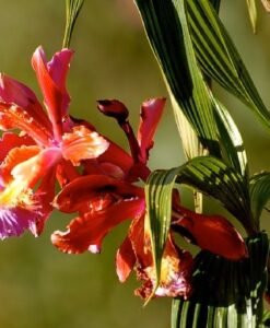 Orquideas Salkantay