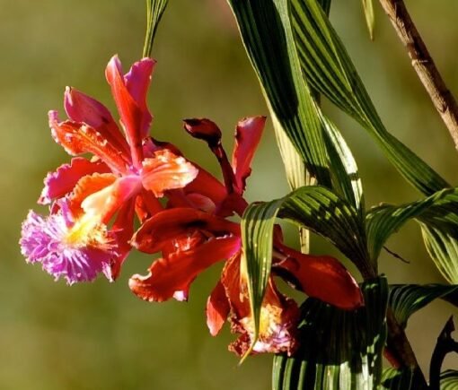 Orquideas Salkantay