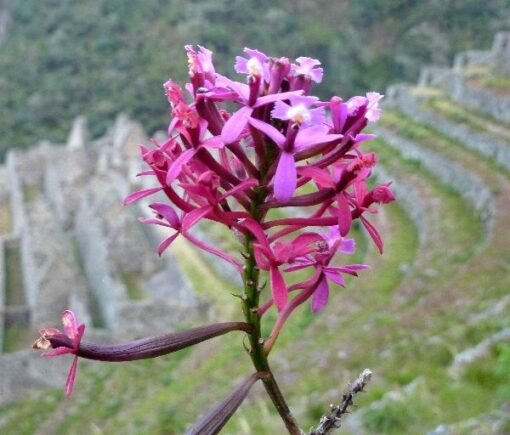 Orquideas en Camino Inca